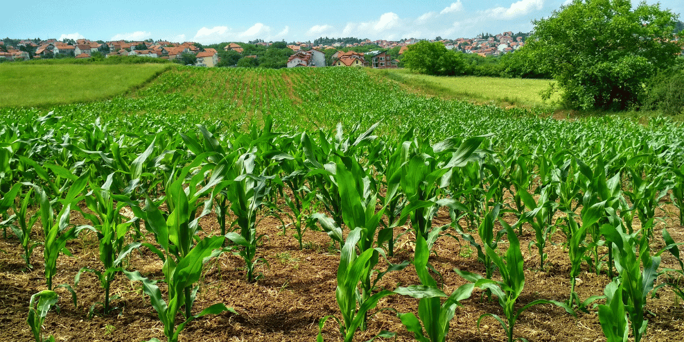 Perspectivas en el sector de la agricultura para África en 2021
