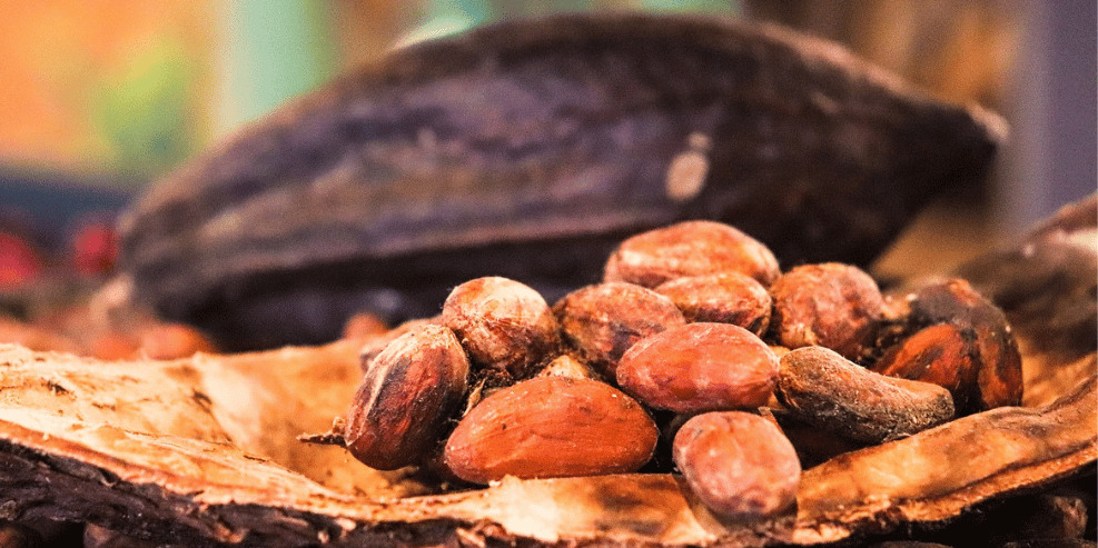 Producción de cacao en Camerún