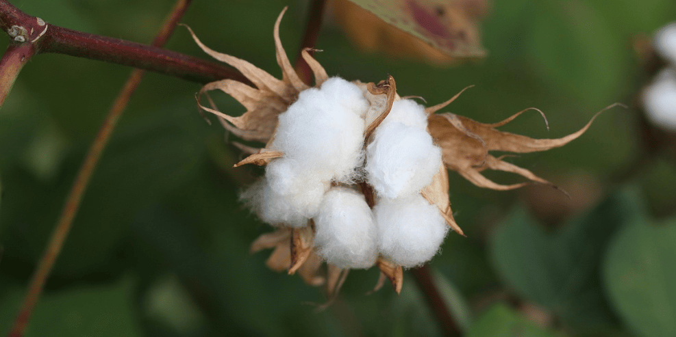 New goals for the cotton sector in Ivory Coast