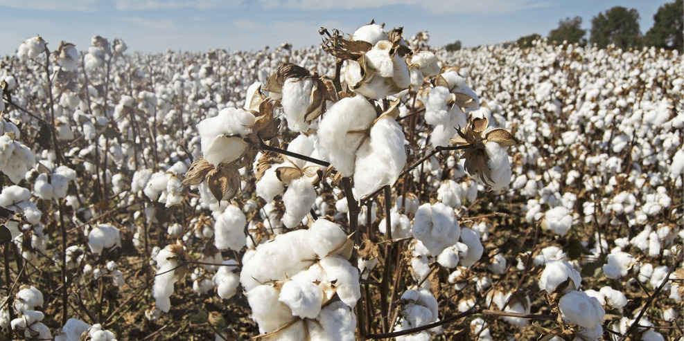 A second cotton-spinning unit in Cameroon